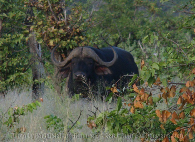 African buffalo