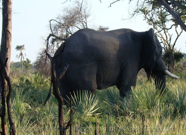 African elephants