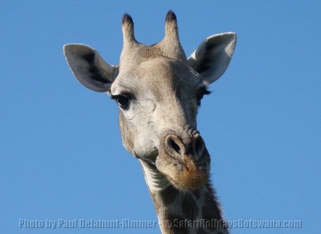 African giraffe