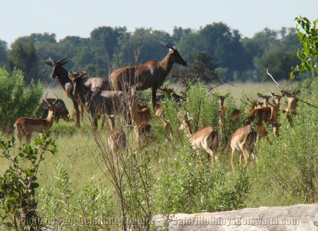 Botswana wildlife