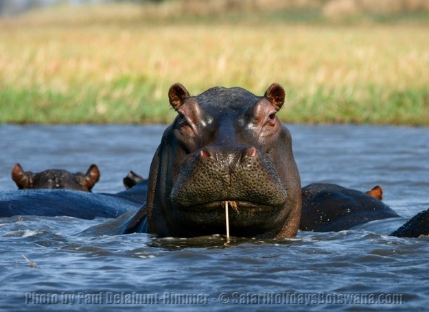 Hippo in Botswana