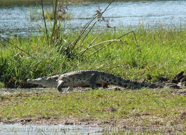 Crocodiles in Botswana