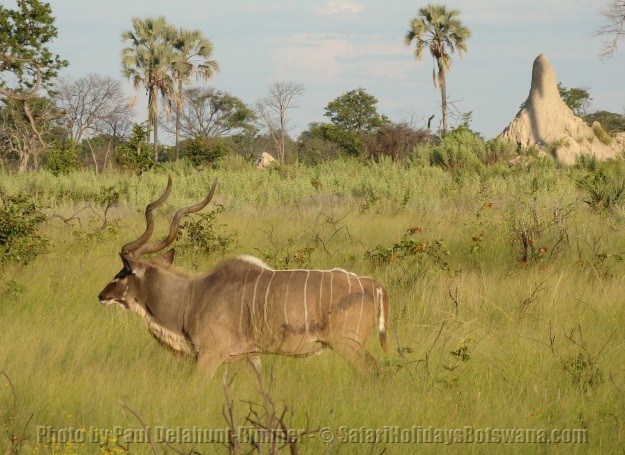 Greater kudu in Botswana