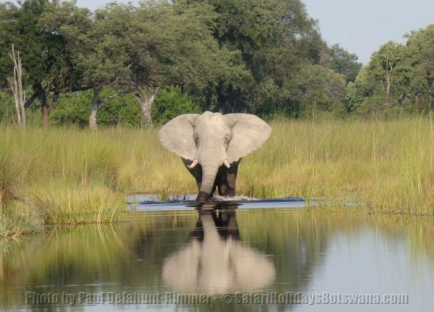 Moremi Crossing Elephant Crossing