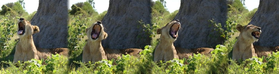 Lion Safaris Botswana