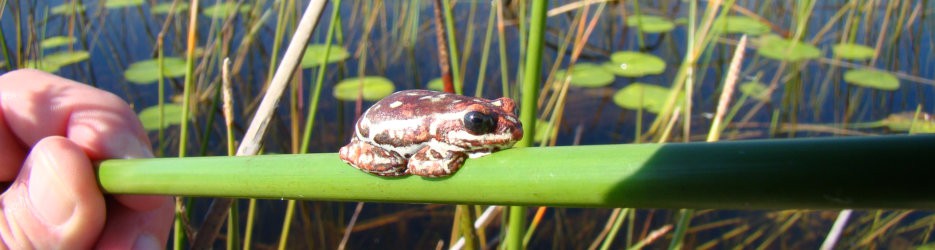 Reed frogs in Botswana