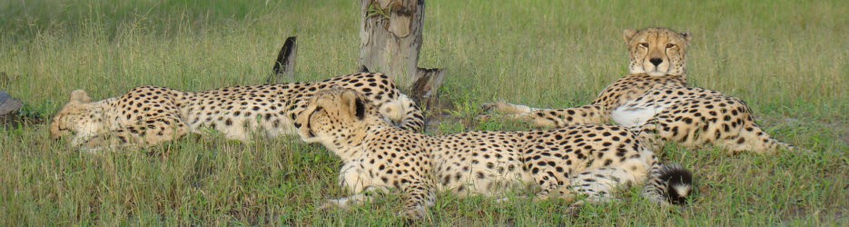 Leopards in Botswana