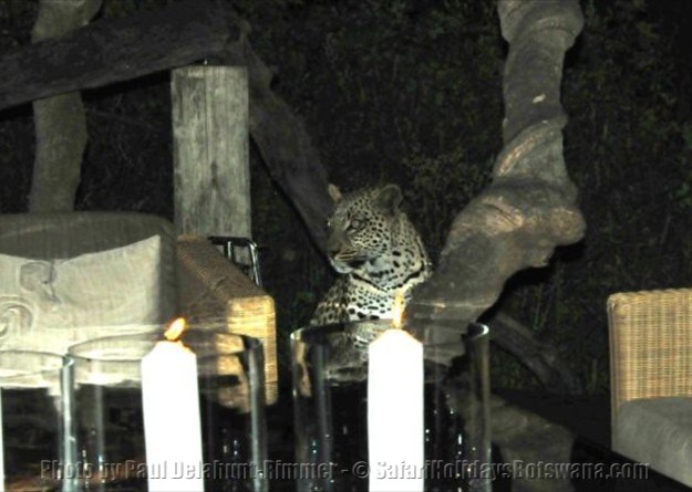 Leopard in camp Nxabega