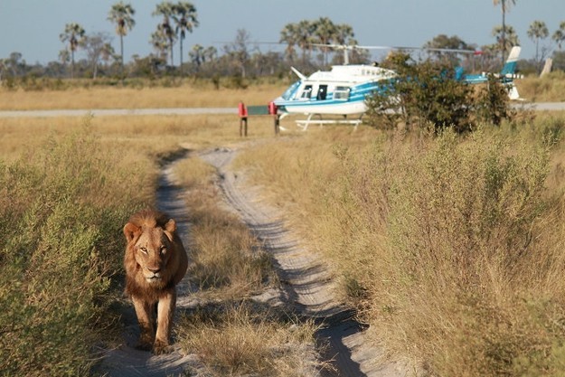 Getting Close To The Lions