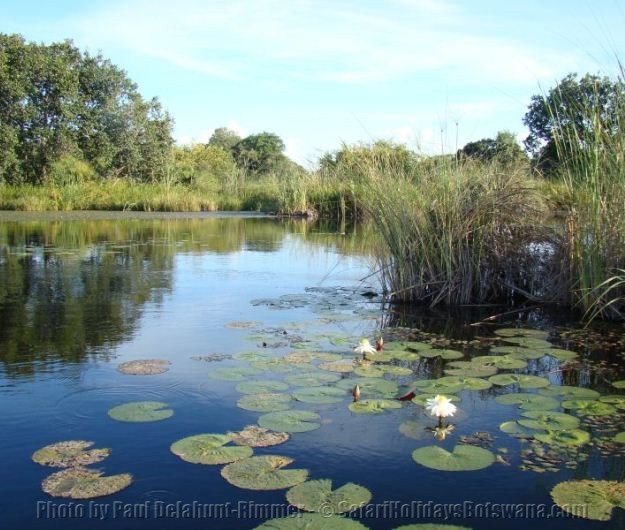 Lilies Kwara