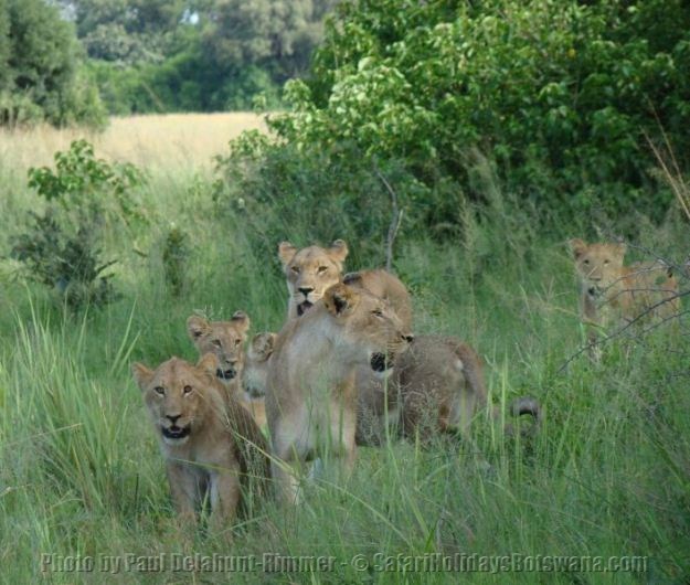 Lions Kwara