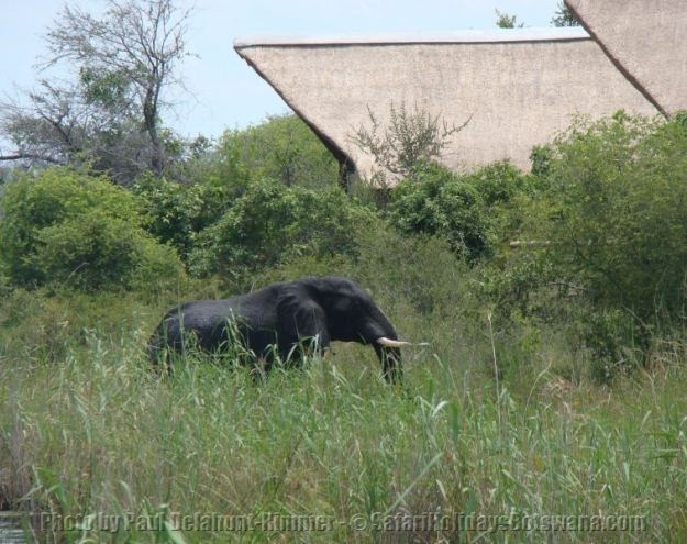 Elephant At Lagoon