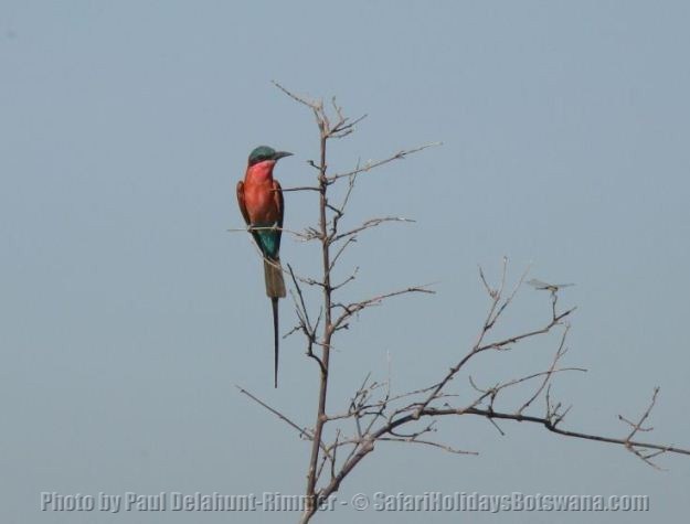 Southern Carmine Bee-Eater Lebala