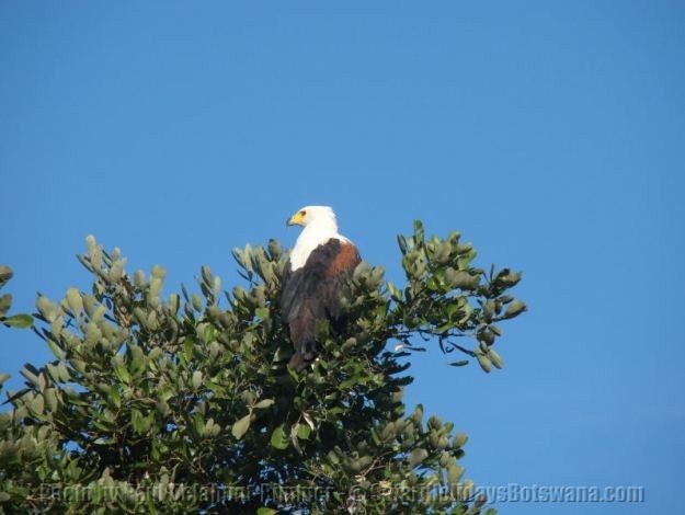 African Fish Eagle Little Kwara