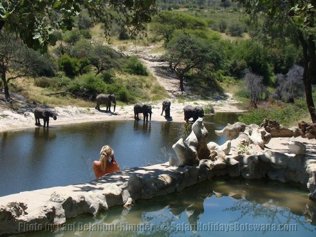 Elephants at Meno a Kwena Elephants