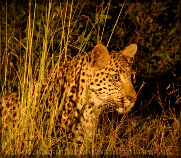 Botswana Leopard