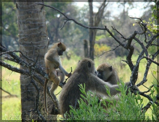 Baboons in the Botswana Bush