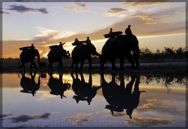 Botswana elephant safari