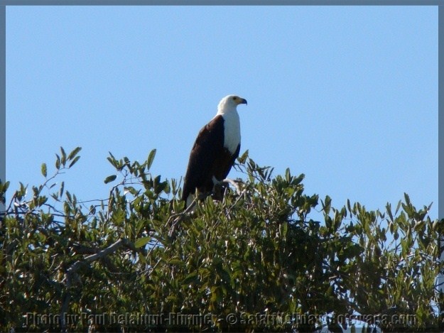 Bird watching Botswana