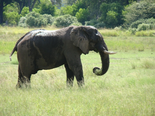 African elephant after a mud bath