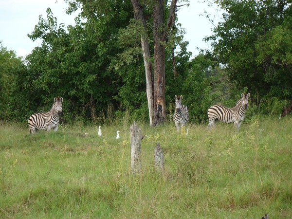 Herd of Burchell’s Zebras