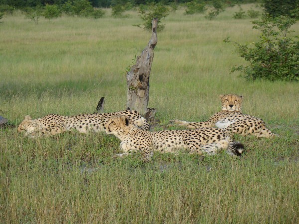 The three brother cheetahs in Botswana